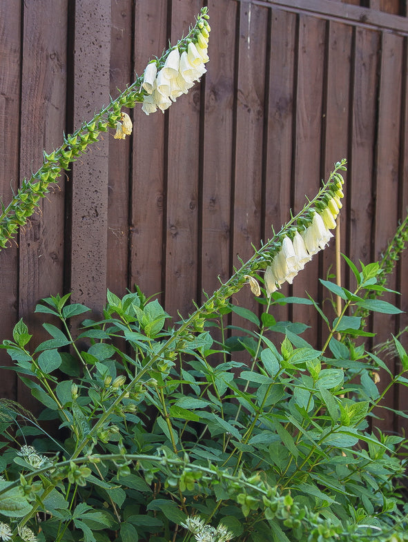 How to care for your Foxgloves